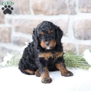Reese, Cavapoo Puppy
